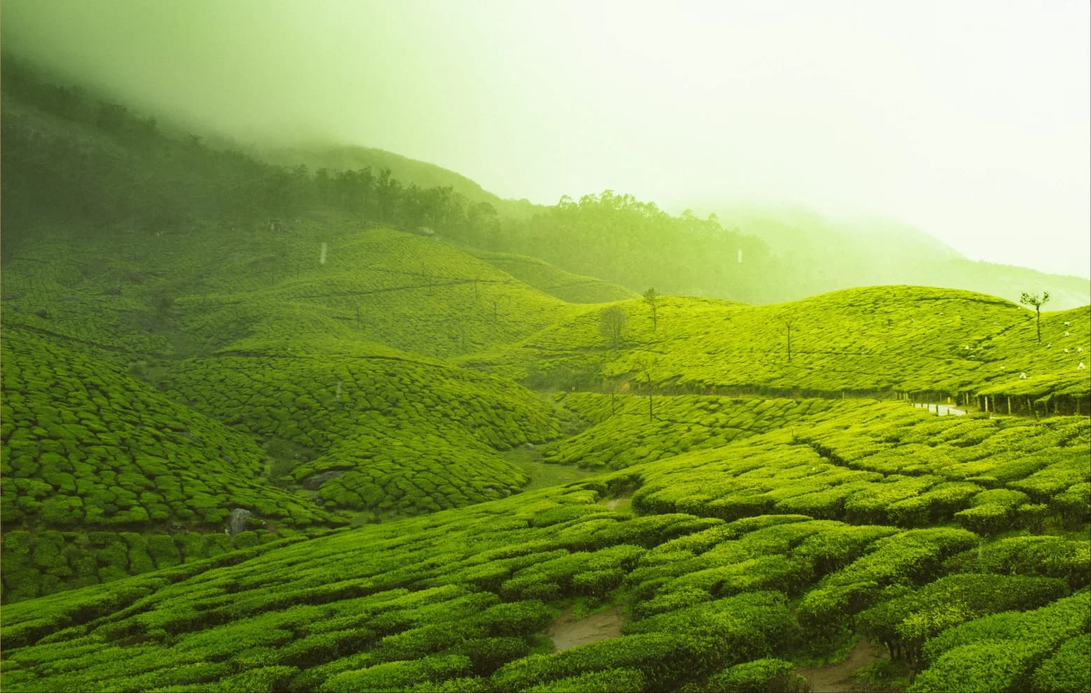 Sudharma plantation
